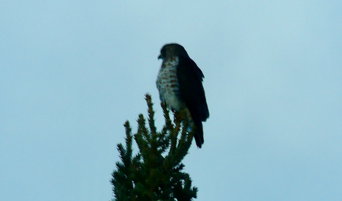 Broad-winged Hawk - ML618407294