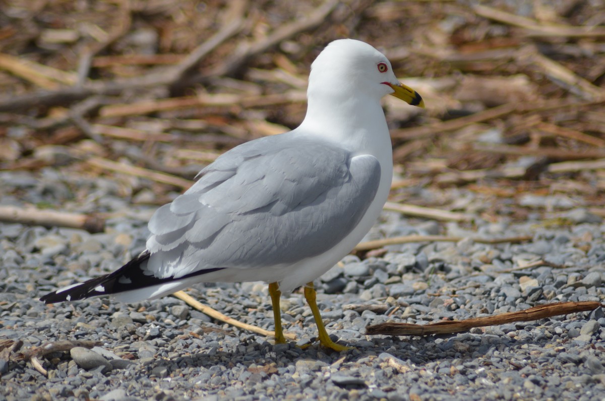 Ring-billed Gull - ML618407301