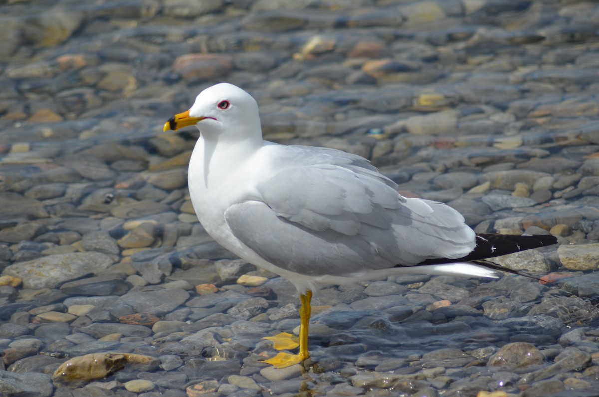 Ring-billed Gull - ML618407313
