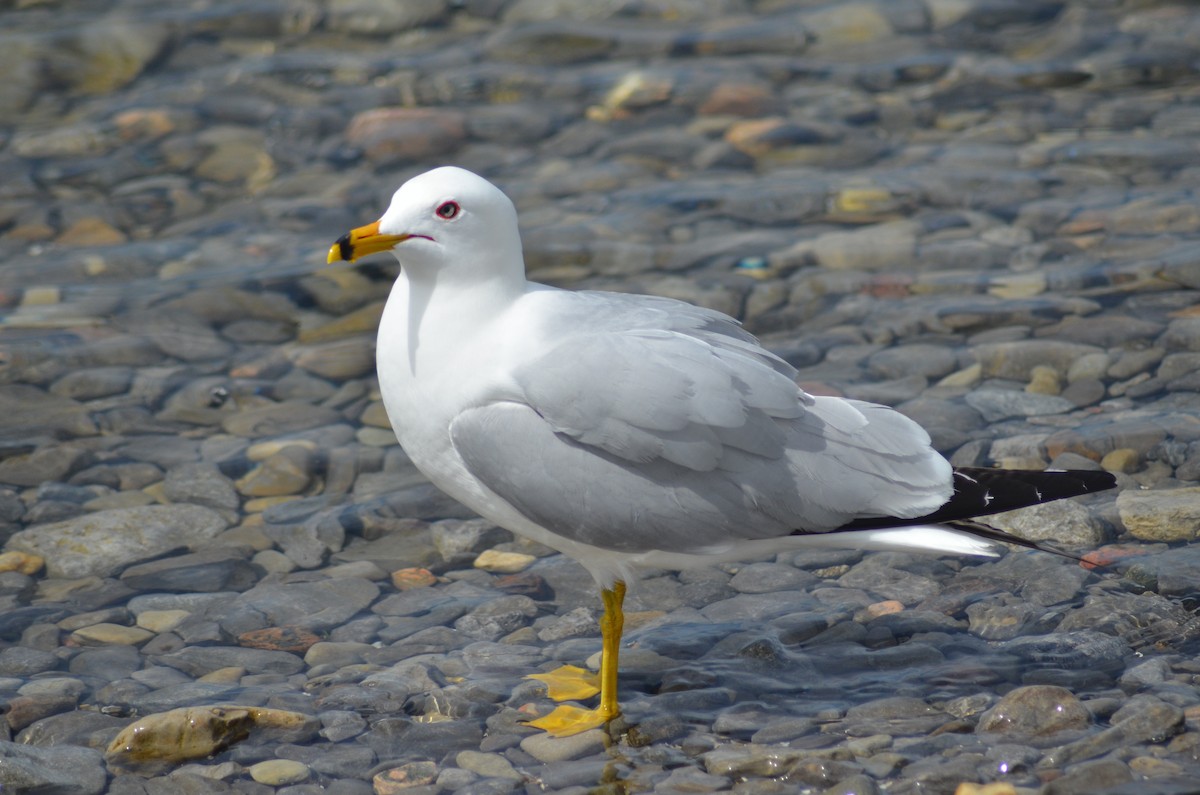 Ring-billed Gull - Isaac Worrall