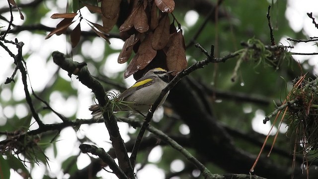 Paruline à ailes dorées - ML618407315