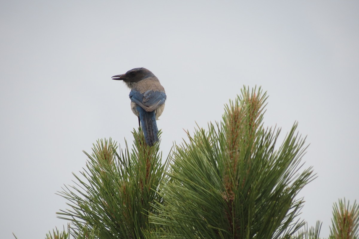 Woodhouse's Scrub-Jay - ML618407333