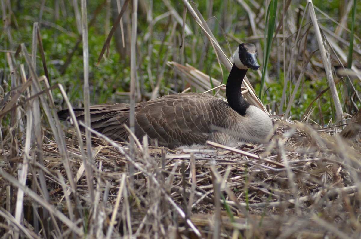 Canada Goose - ML618407342