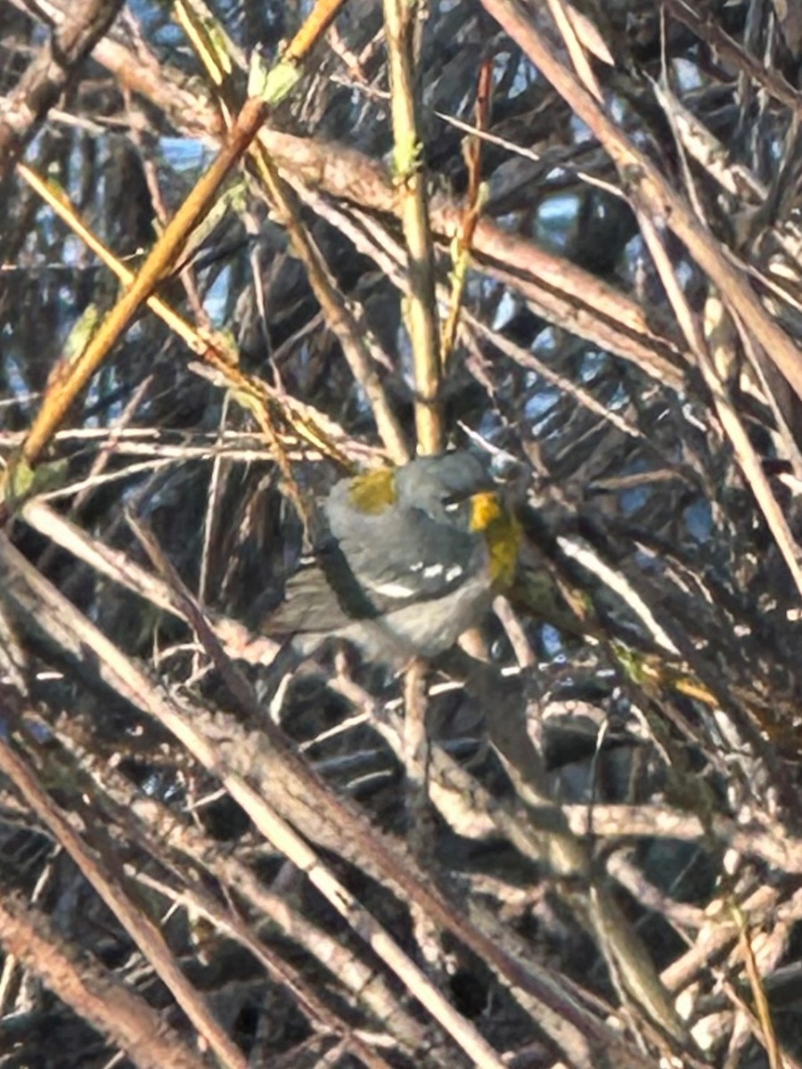 Northern Parula - ML618407345
