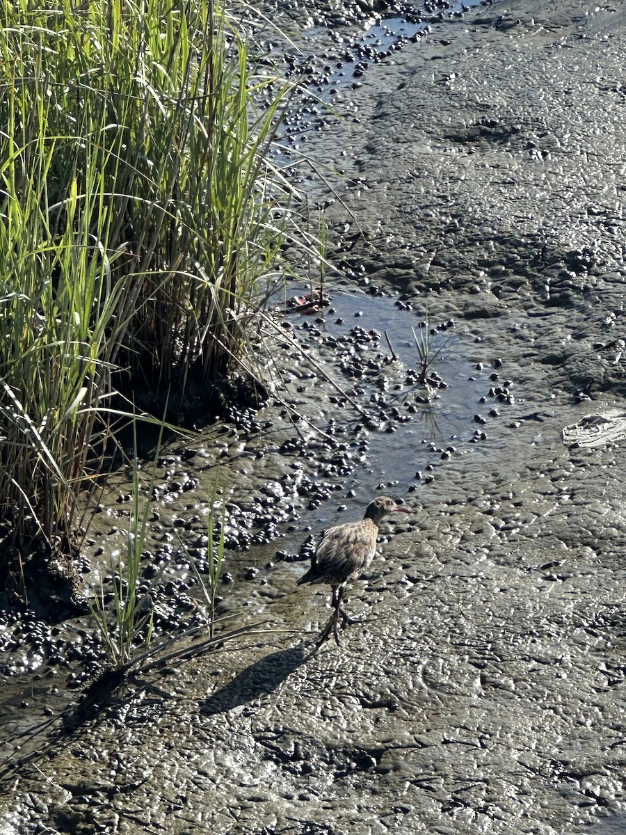 Ridgway's Rail - Cheryl Foster