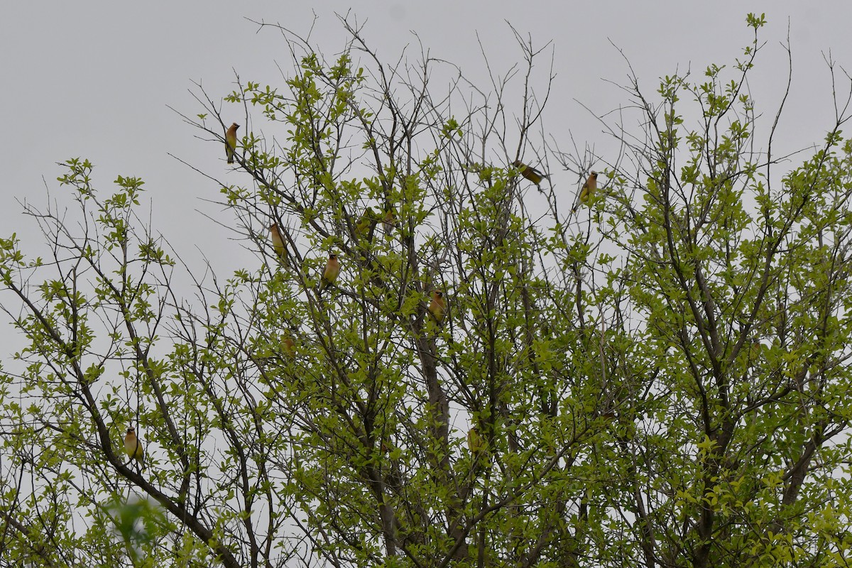 Cedar Waxwing - Carmen Ricer