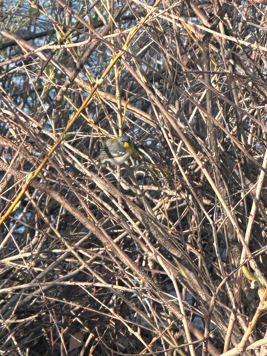 Northern Parula - ML618407382