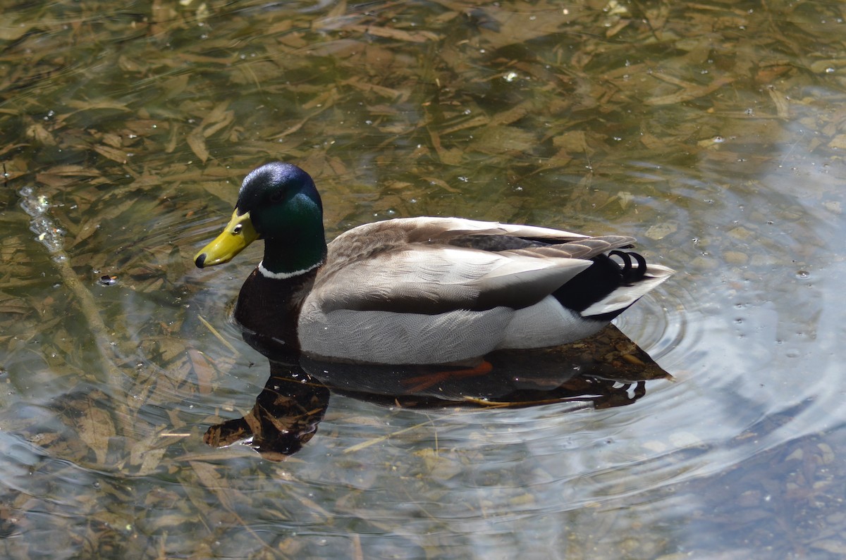 Mallard - ML618407384