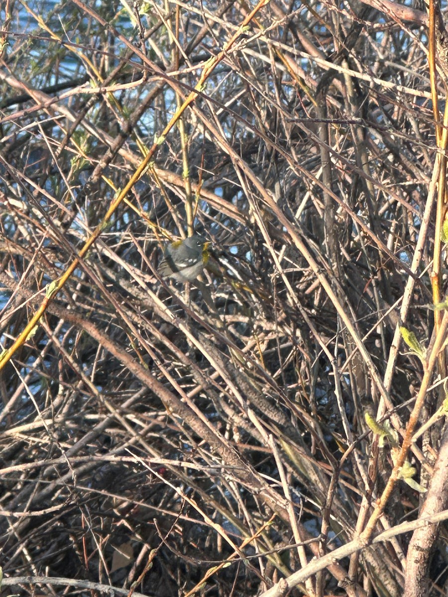 Northern Parula - ML618407393