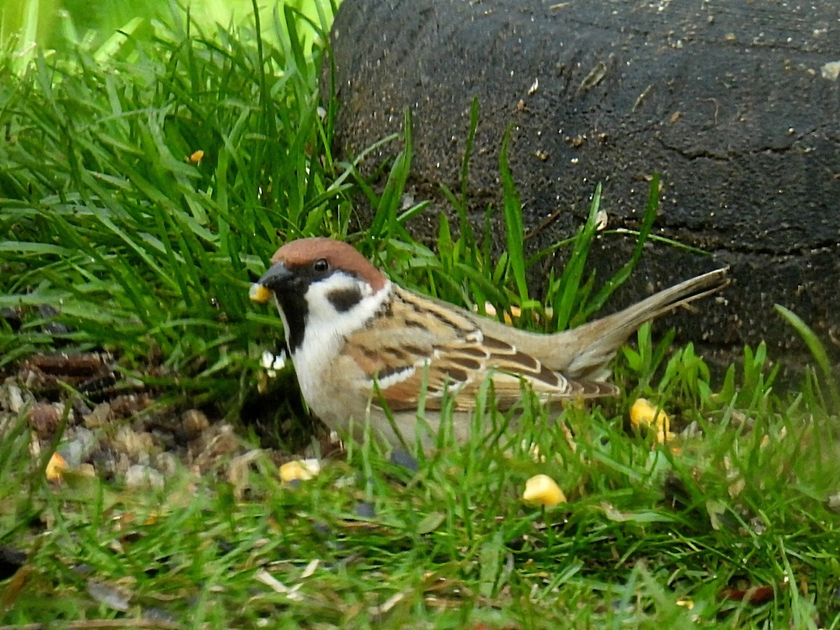 Eurasian Tree Sparrow - ML618407395