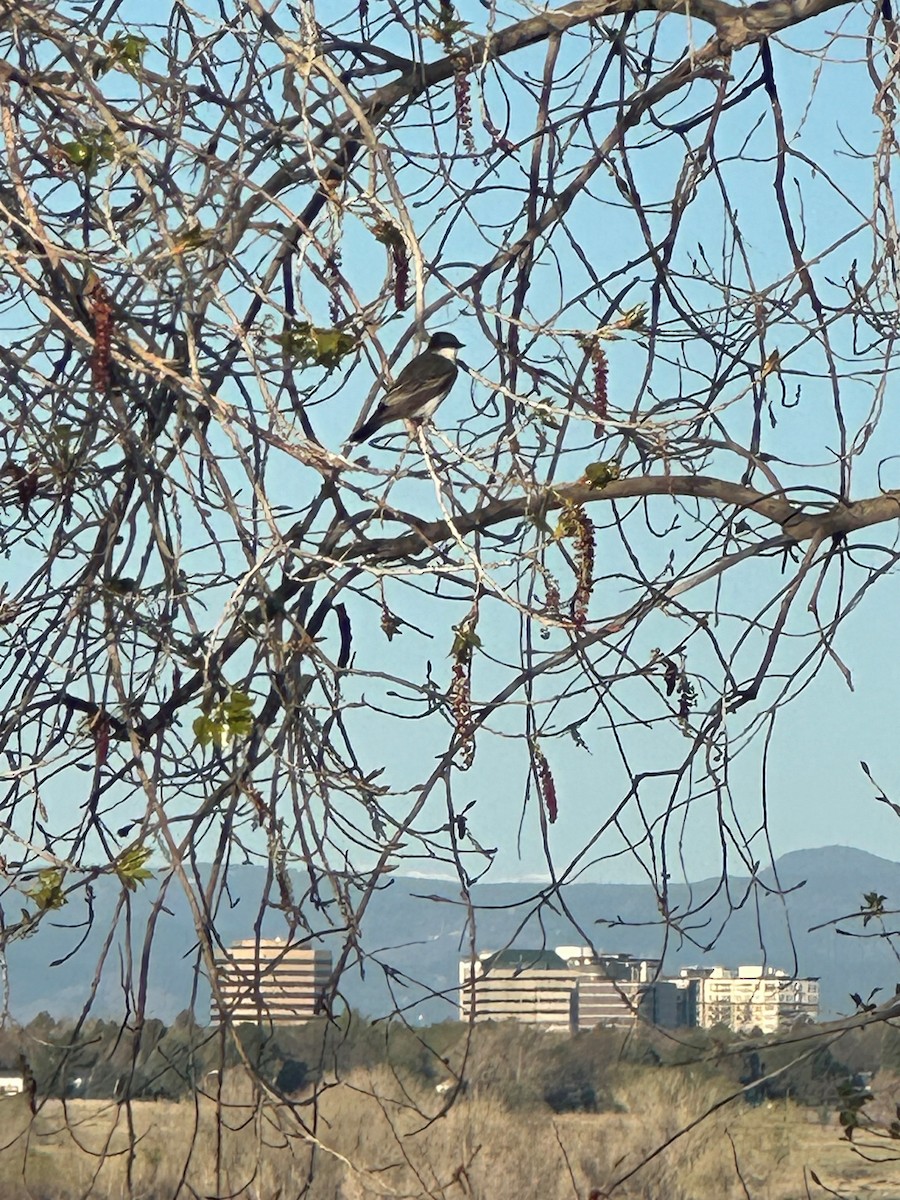 Eastern Kingbird - ML618407400