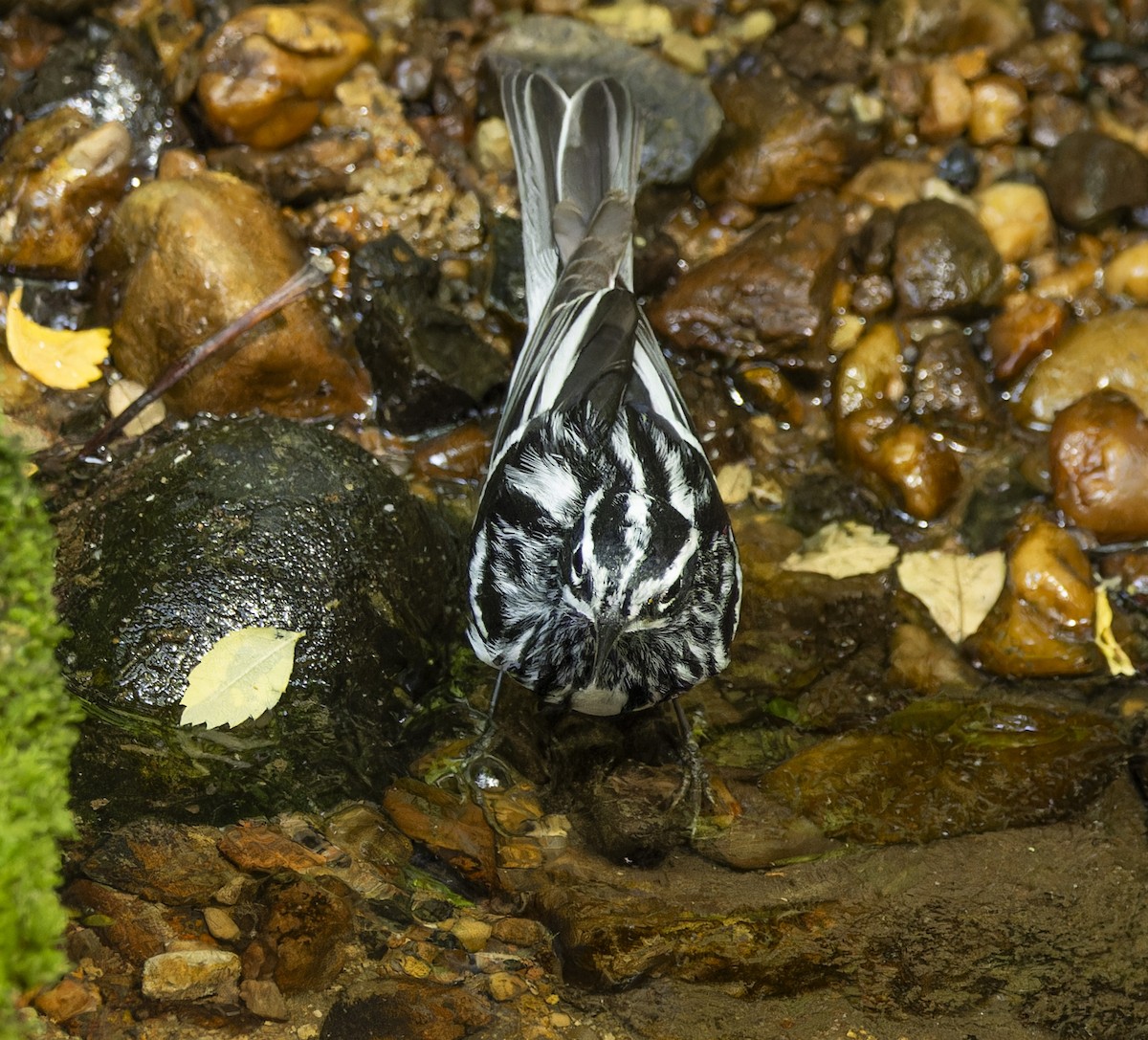 Black-and-white Warbler - ML618407428