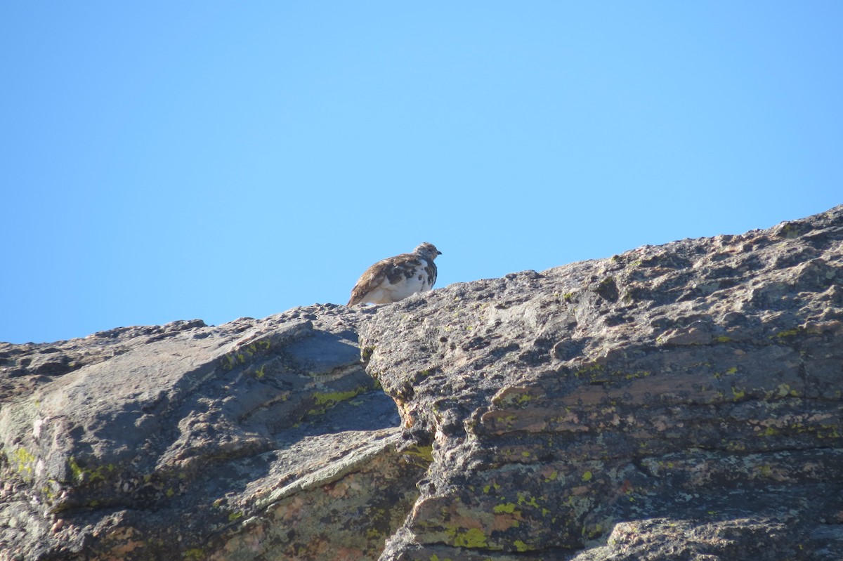 Weißschwanz-Schneehuhn - ML618407433