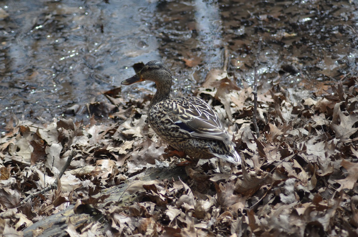 kachna divoká - ML618407434