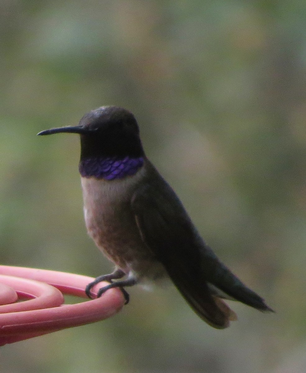 Colibri à gorge noire - ML618407467