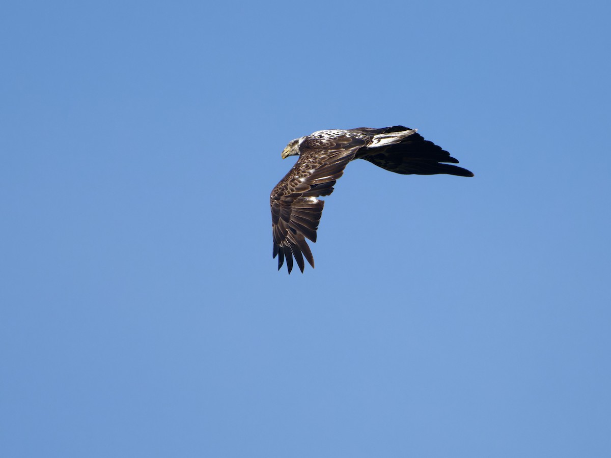 Bald Eagle - Alan Van Norman