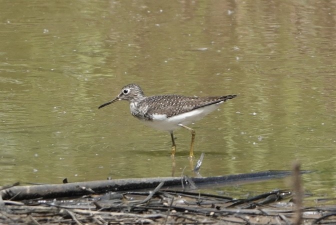 Solitary Sandpiper - ML618407481