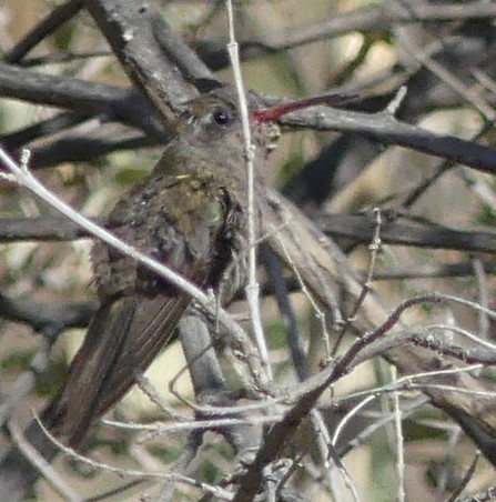 Dusky Hummingbird - ML618407482