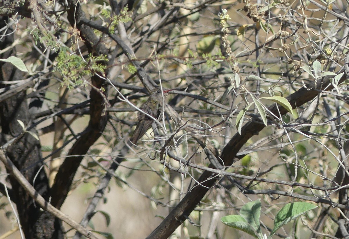 kolibřík temnobřichý - ML618407483