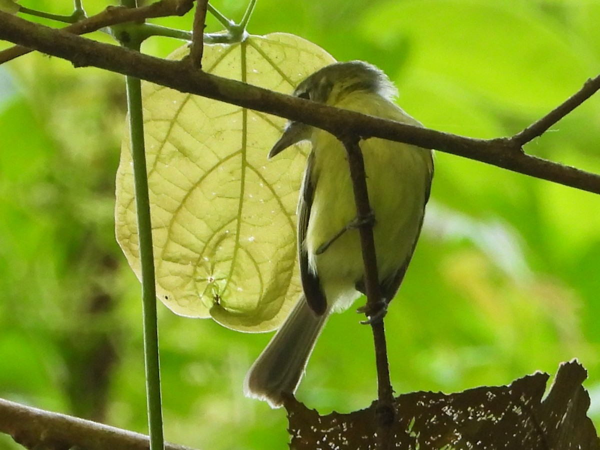 Yellow-green Tyrannulet - ML618407488