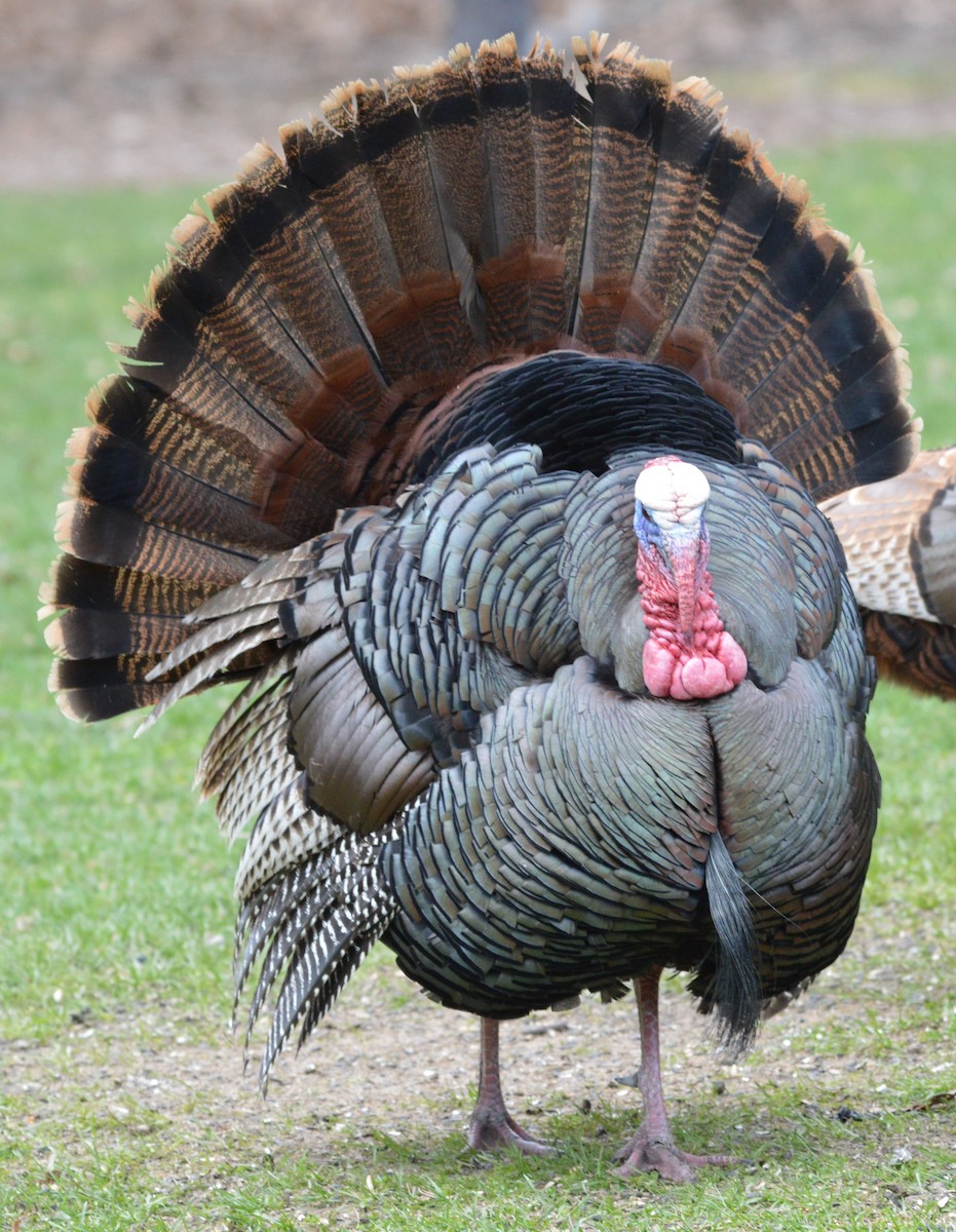 Wild Turkey - ML618407500