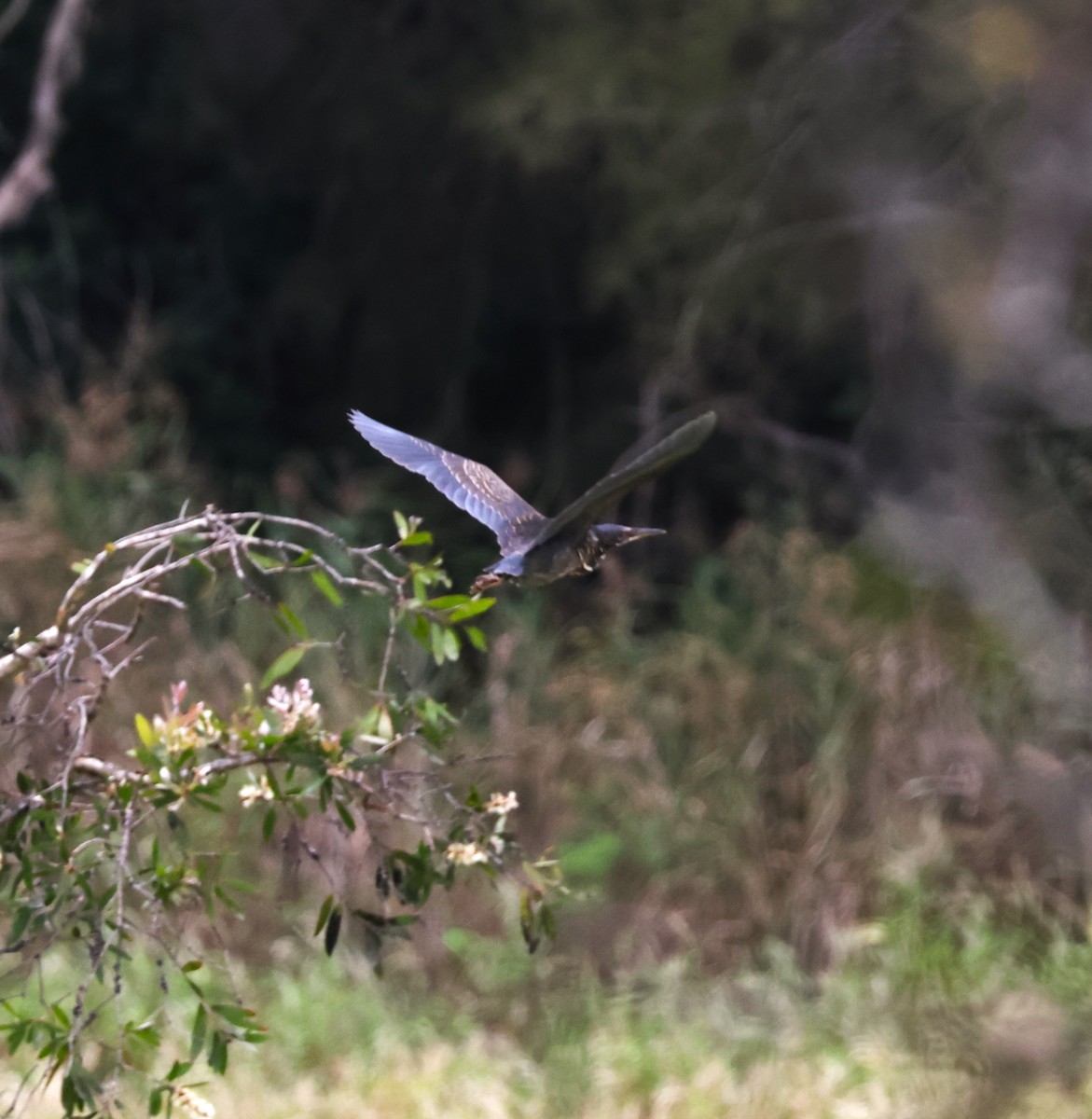 Black Bittern - ML618407508