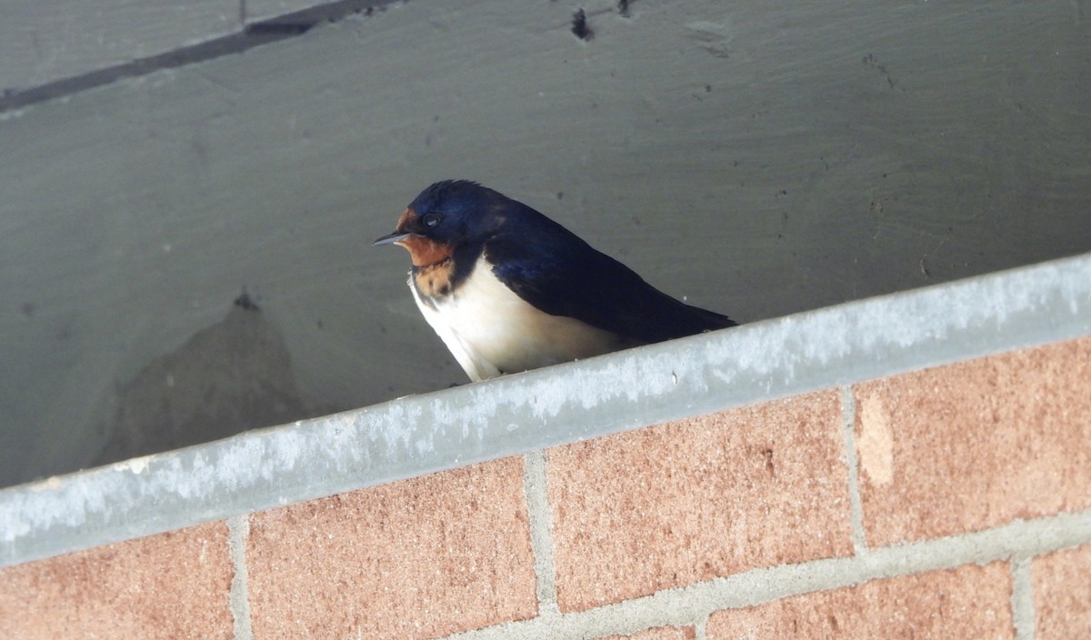 Barn Swallow - ML618407517