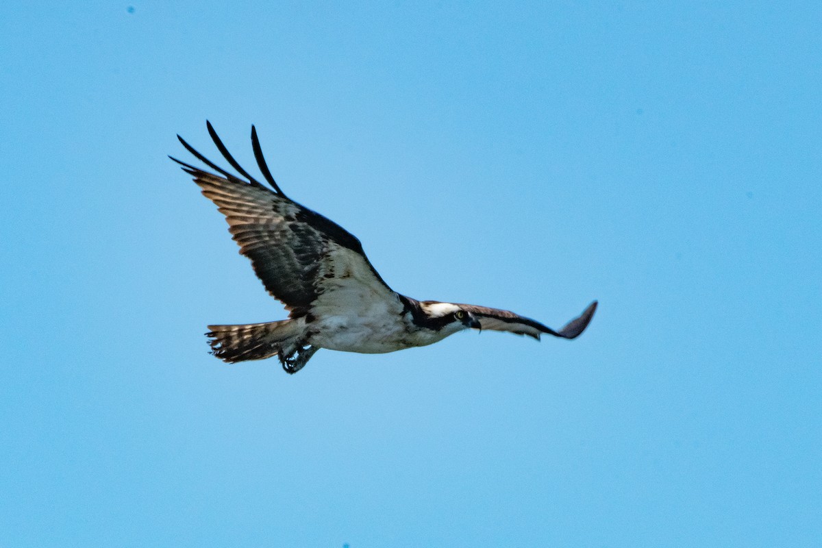 Balbuzard pêcheur - ML618407521