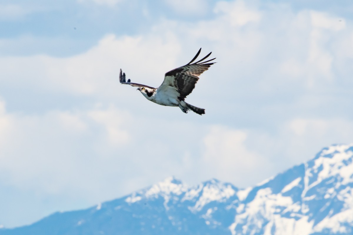 Osprey - Brandon Lloyd