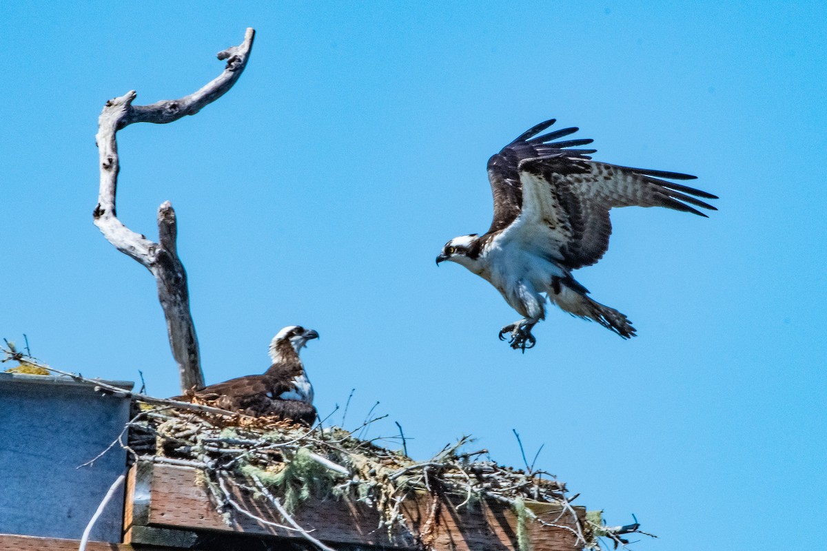 Osprey - ML618407524