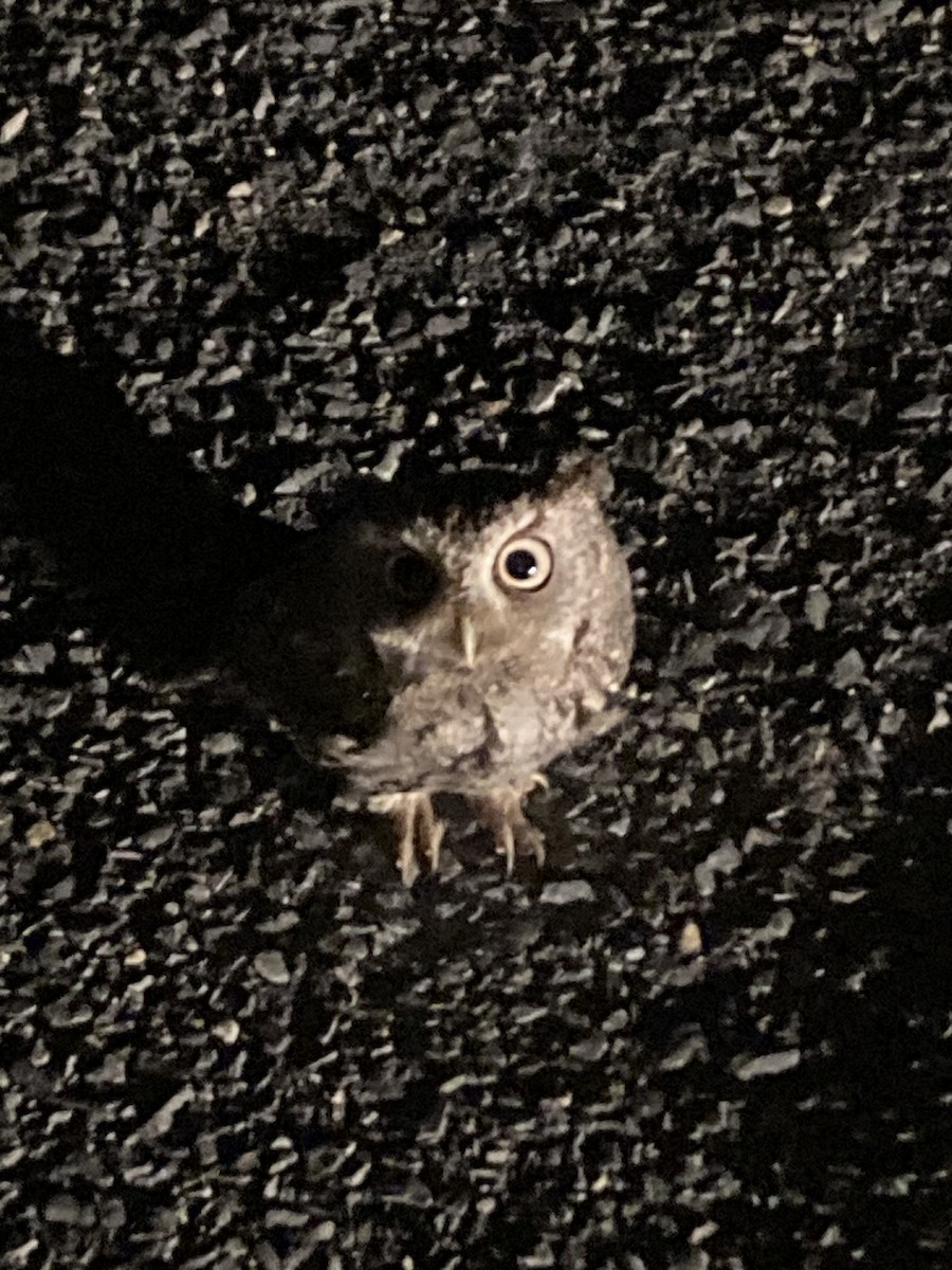 Eastern Screech-Owl - ML618407526