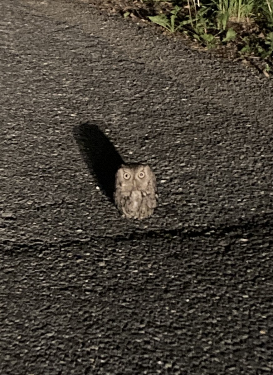 Eastern Screech-Owl - Bill Etter