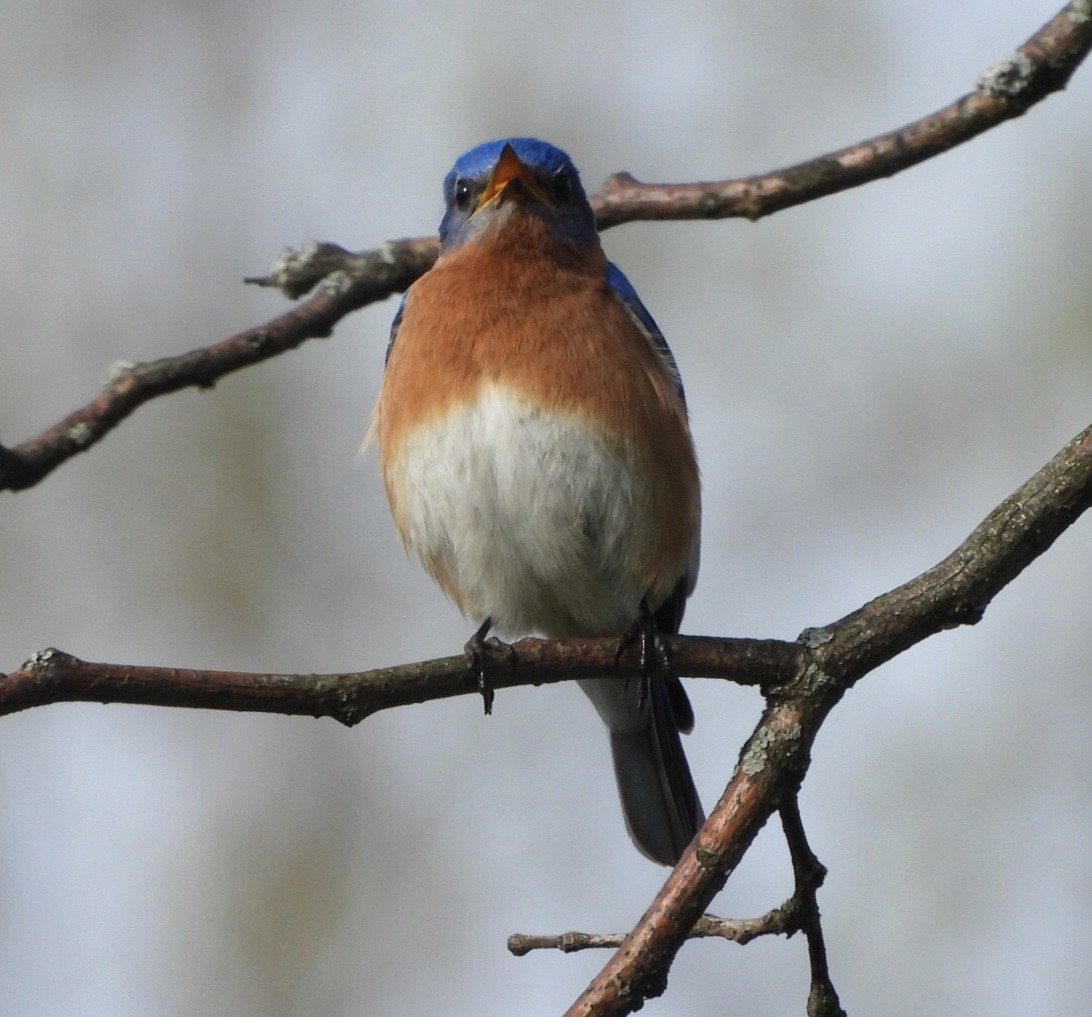 Eastern Bluebird - ML618407533