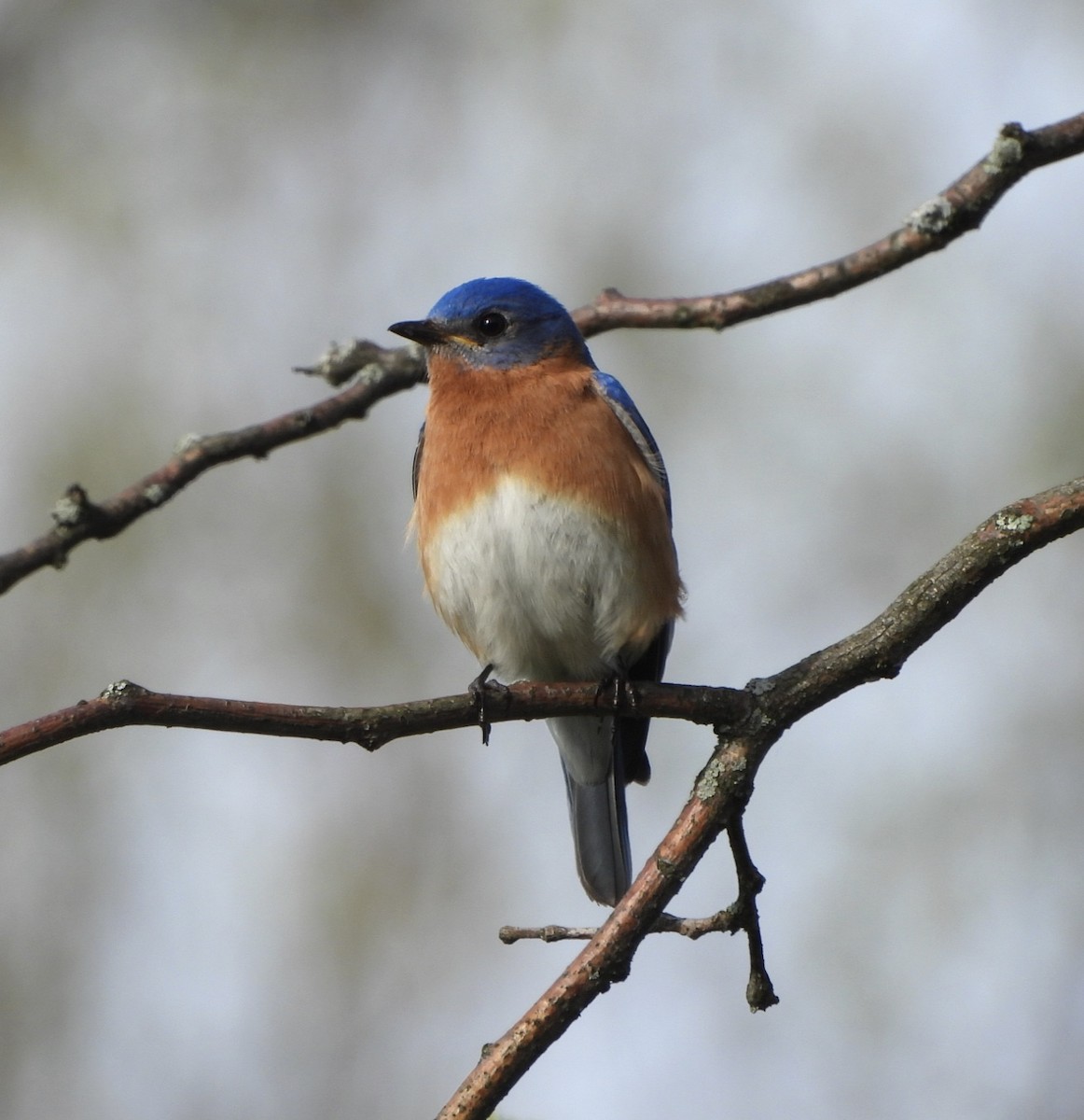 Eastern Bluebird - ML618407534