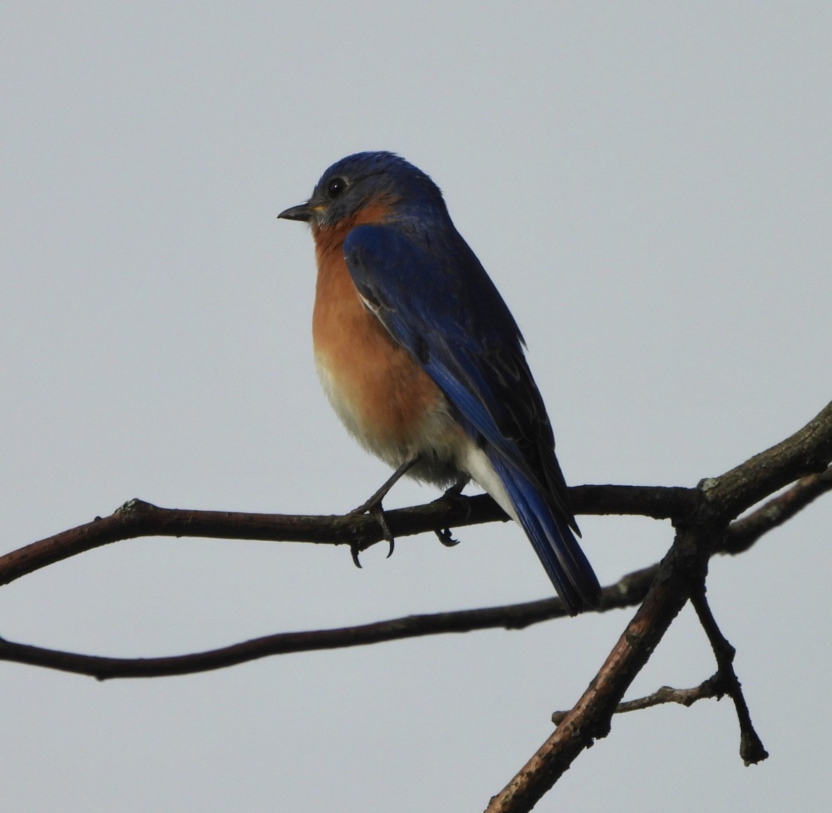 Eastern Bluebird - ML618407535