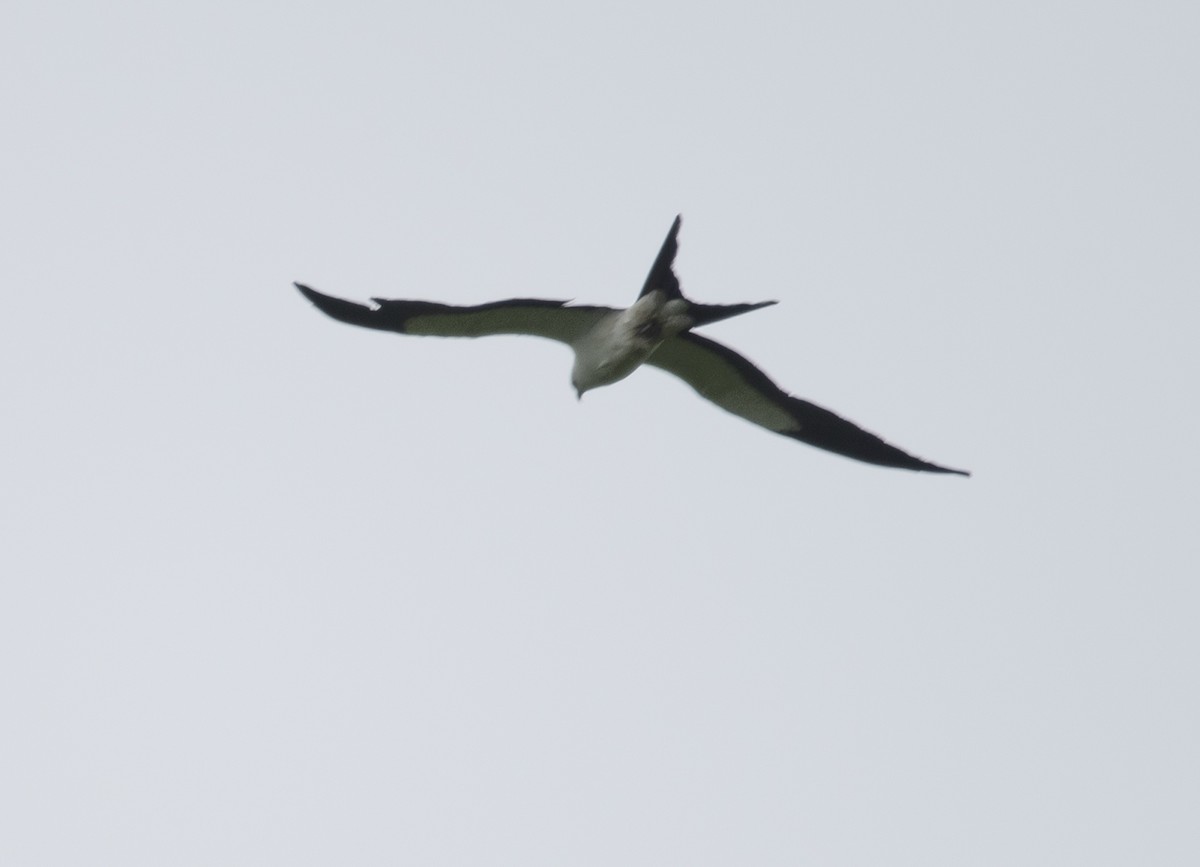 Swallow-tailed Kite - ML618407548