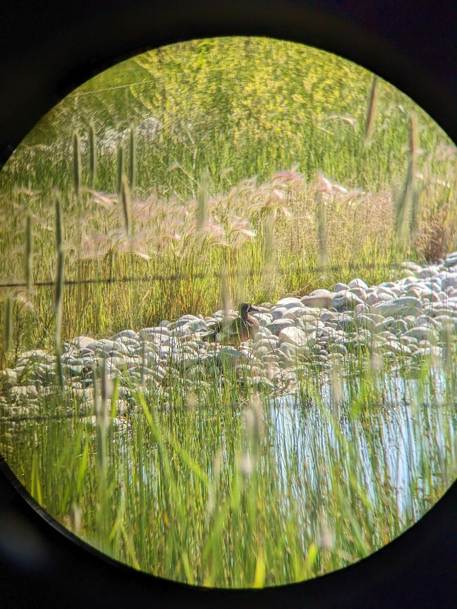 Blue-winged Teal - Reder Daughenbaugh