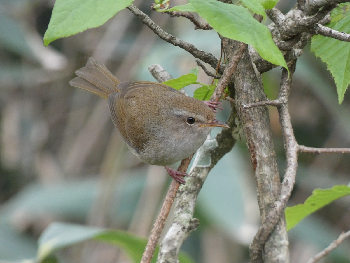 Brownish-flanked Bush Warbler (Brownish-flanked) - ML618407554
