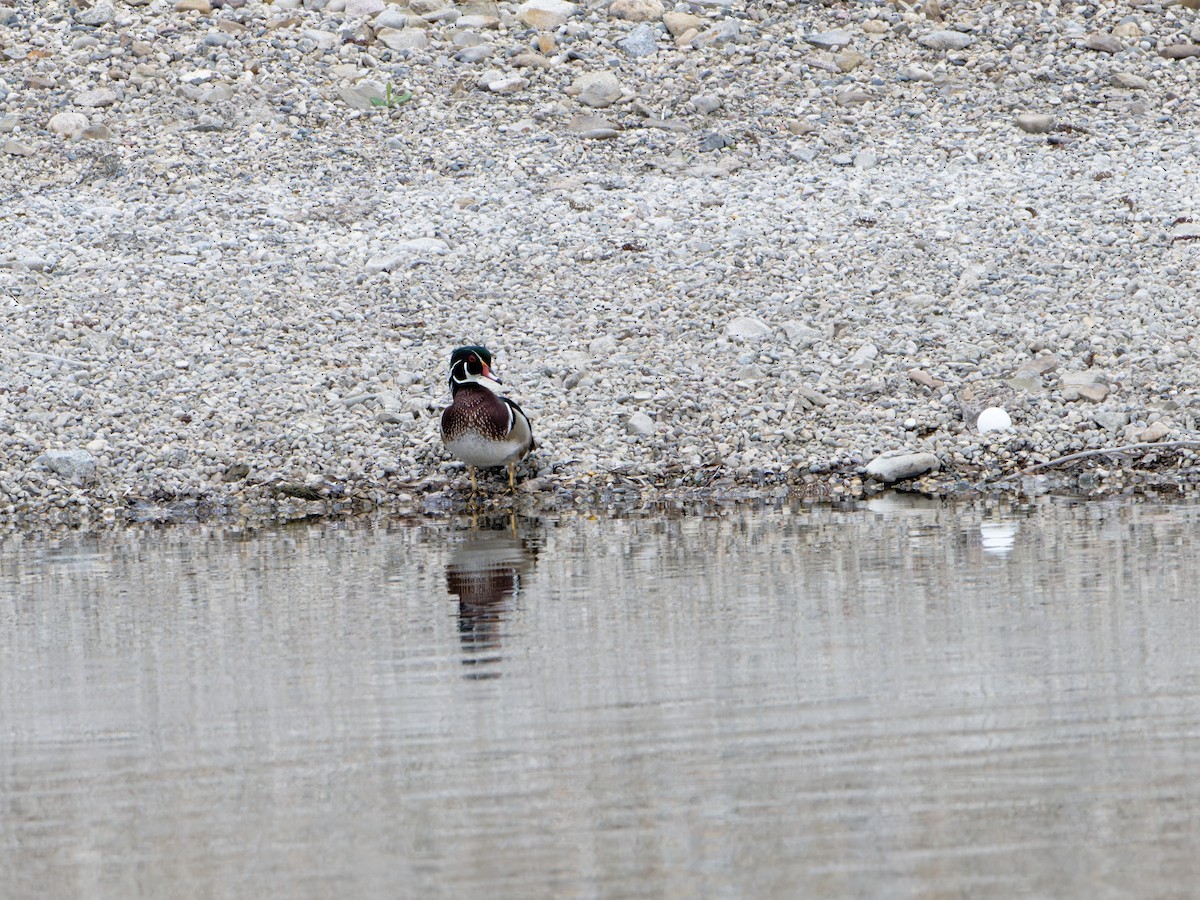 Wood Duck - ML618407560