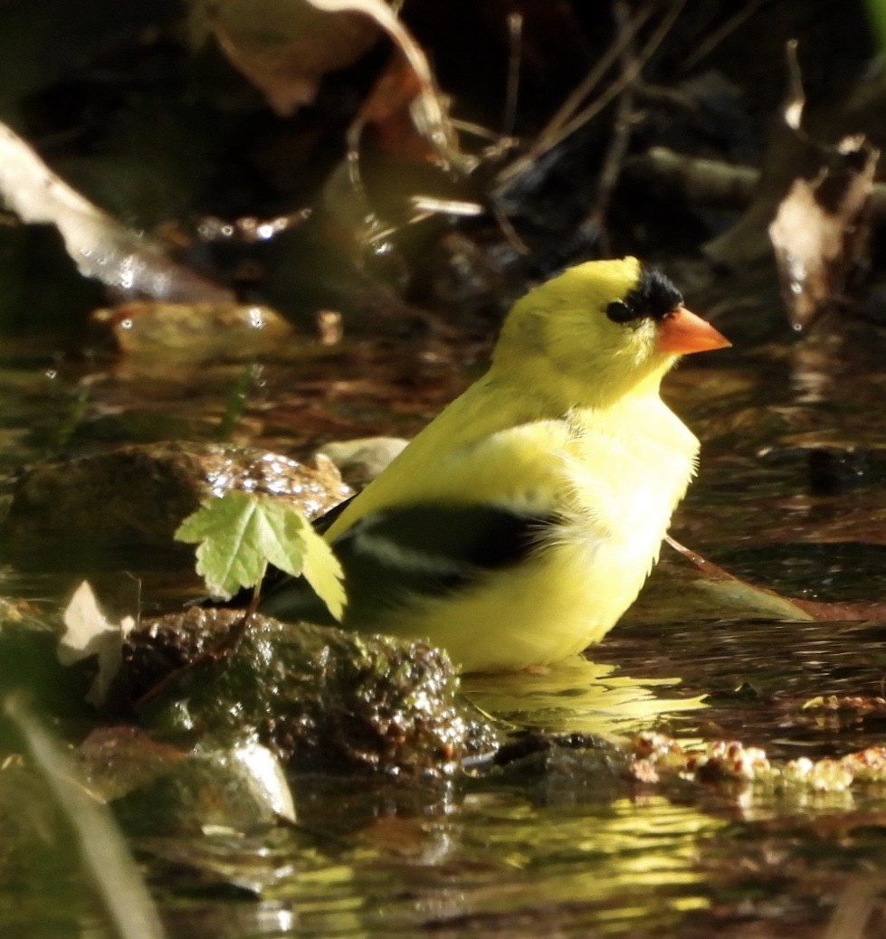 American Goldfinch - ML618407562