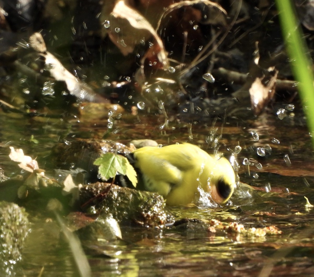 American Goldfinch - ML618407563