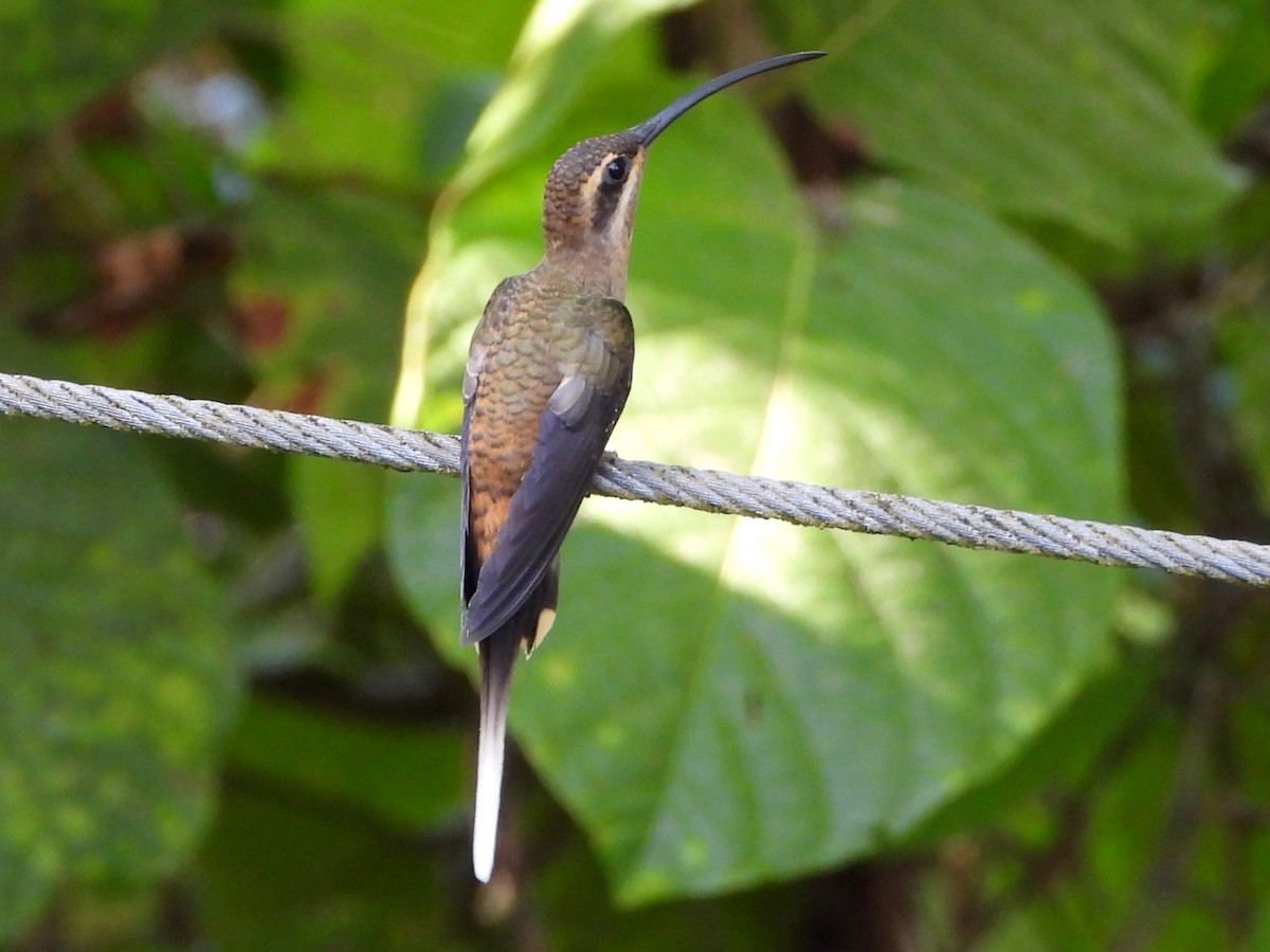 Long-billed Hermit - ML618407589