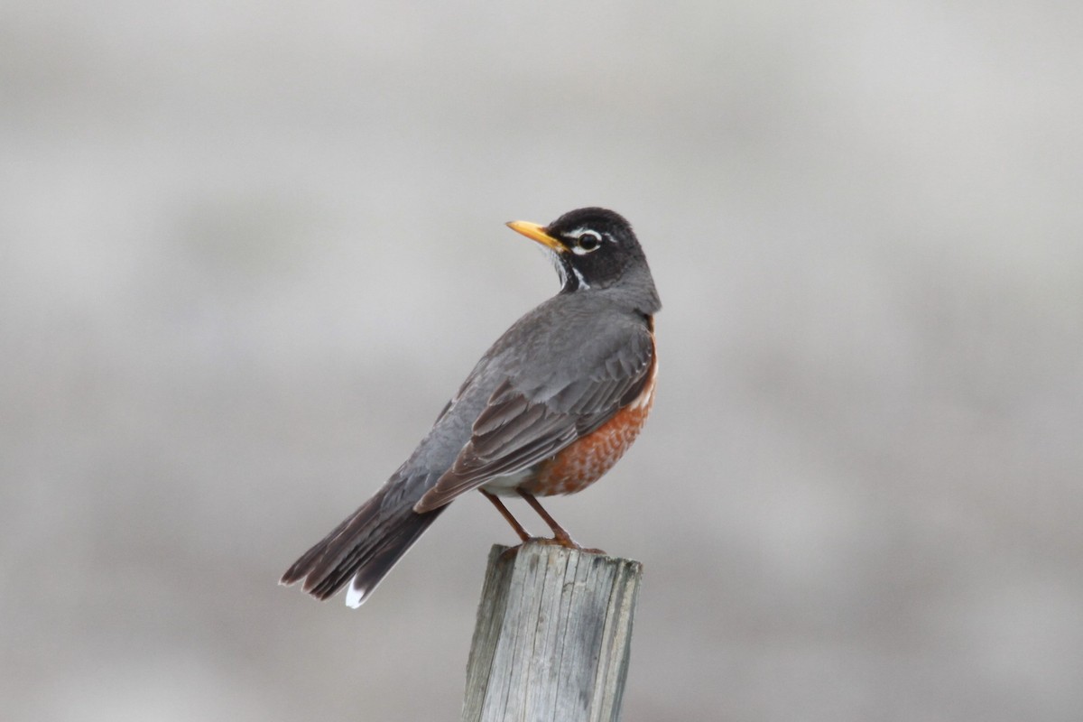 American Robin - Geoffrey Urwin