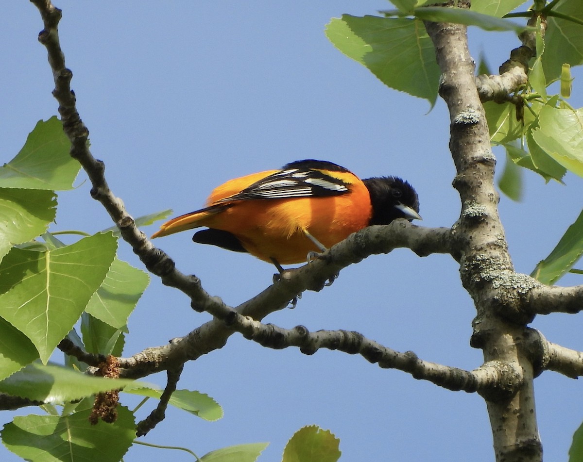 Baltimore Oriole - ML618407597