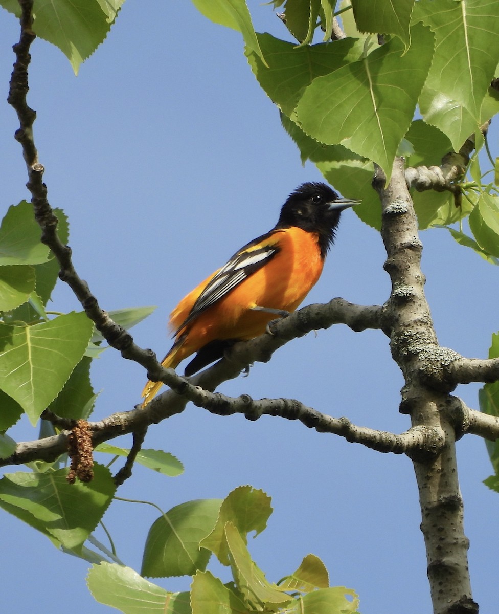 Baltimore Oriole - ML618407598