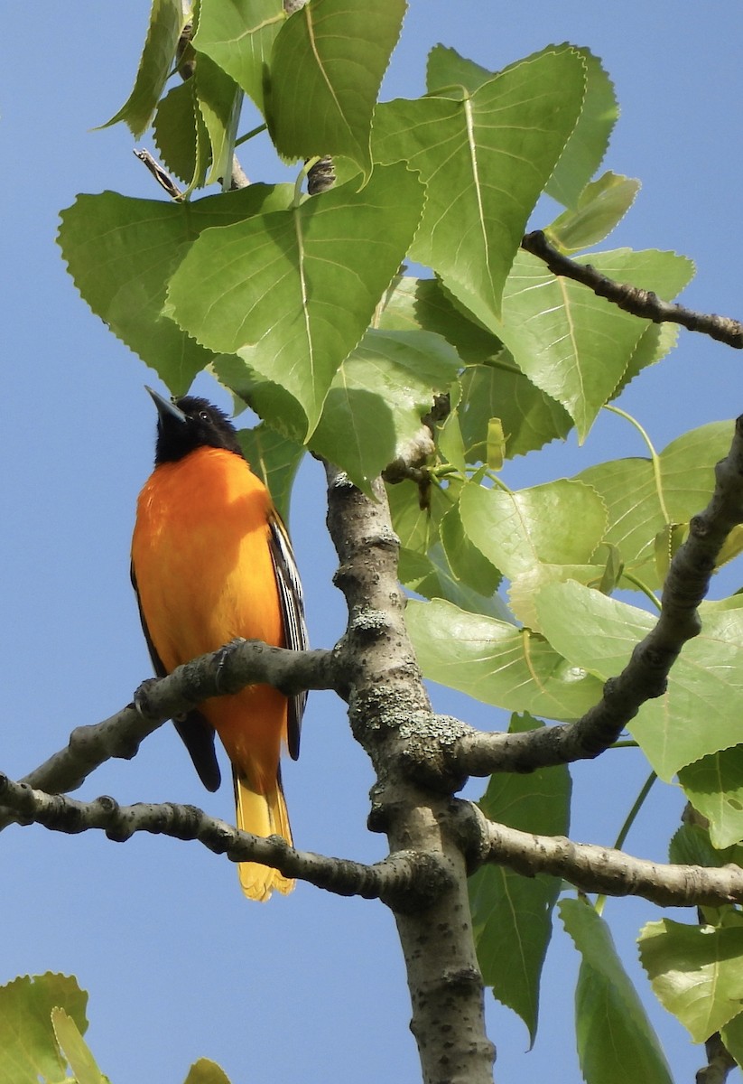 Baltimore Oriole - ML618407599