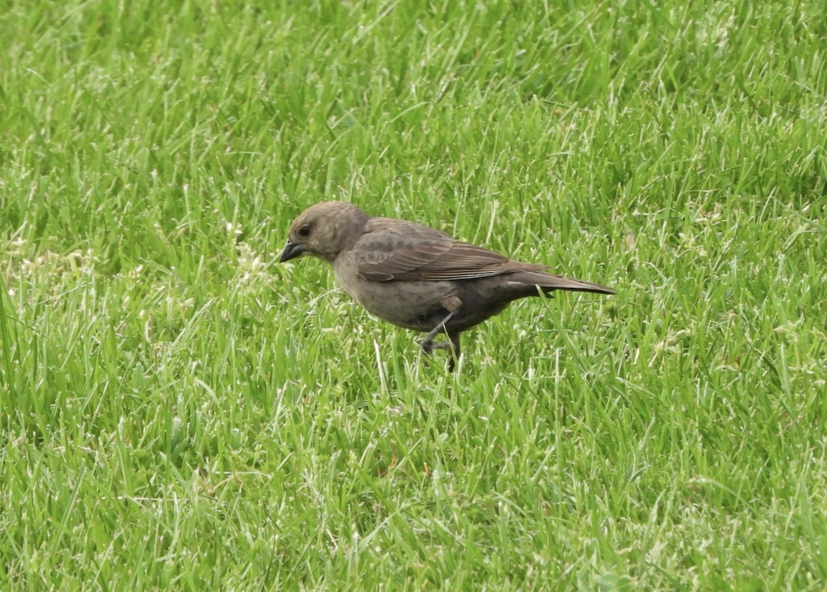 Brown-headed Cowbird - ML618407616