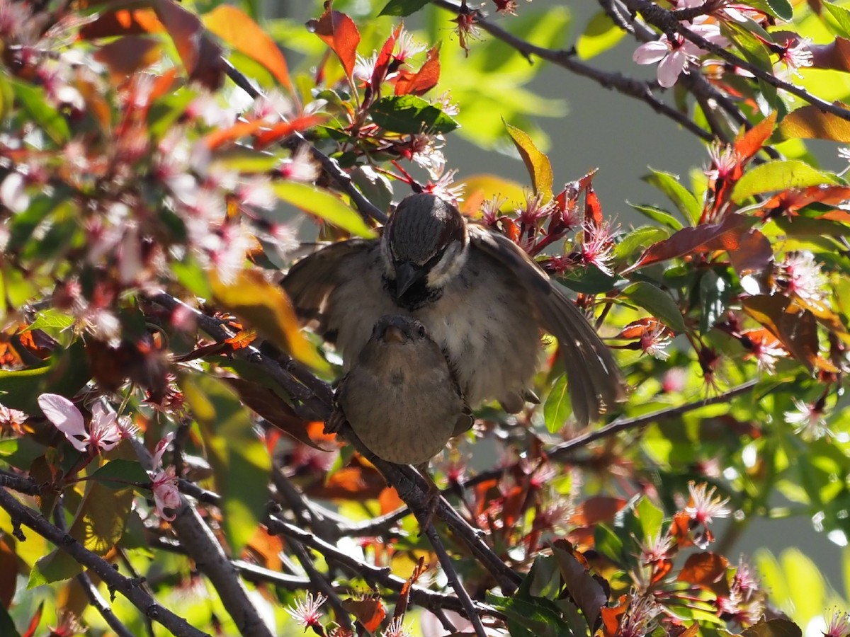 House Sparrow - Leslie S