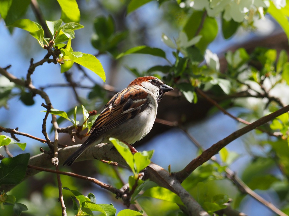 House Sparrow - Leslie S