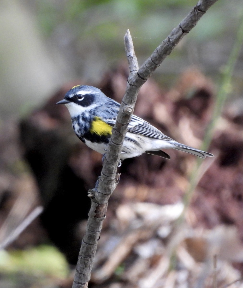 Yellow-rumped Warbler (Myrtle) - ML618407623